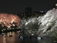 千鳥ヶ淵緑道の写真・動画_image_545063