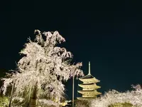 東寺（教王護国寺）の写真・動画_image_546391