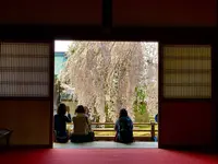高台寺の写真・動画_image_546395