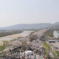 淀川河川公園背割堤地区の写真・動画_image_546747