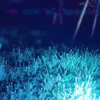 元離宮 二条城の写真・動画_image_546789