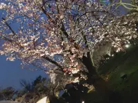 元離宮 二条城の写真・動画_image_546790