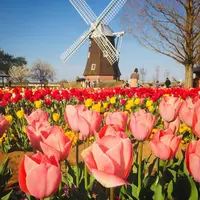 あけぼの山農業公園の写真・動画_image_549133