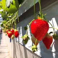 かたのいちご園の写真・動画_image_549724