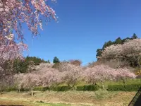 常陸風土記の丘の写真・動画_image_550279