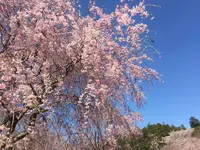 常陸風土記の丘の写真・動画_image_550280