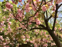 芝公園の写真・動画_image_552560
