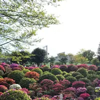 根津神社の写真・動画_image_554013