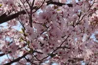 狭山池の写真・動画_image_554844