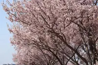 狭山池の写真・動画_image_554845