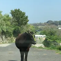 西ノ島町の写真・動画_image_556093