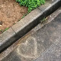 伊良部島の写真・動画_image_556823