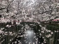 目黒川の写真・動画_image_557708