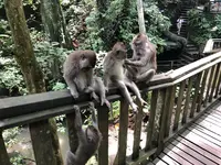モンキーフォレスト（Monkey Forest）の写真・動画_image_558936