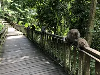 モンキーフォレスト（Monkey Forest）の写真・動画_image_558937