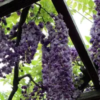 天王川公園の藤の写真・動画_image_561165