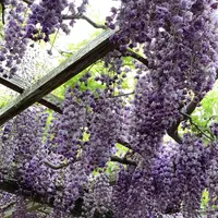 天王川公園の藤の写真・動画_image_561166