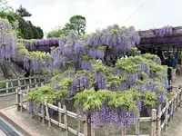 天王川公園の藤の写真・動画_image_561167