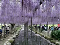 天王川公園の藤の写真・動画_image_561168
