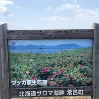 ワッカ原生花園の写真・動画_image_563274