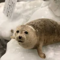 宗谷岬流氷館の写真・動画_image_563901