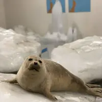 宗谷岬流氷館の写真・動画_image_563902