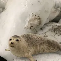 宗谷岬流氷館の写真・動画_image_563903