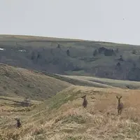 白い貝殻の道の写真・動画_image_563970