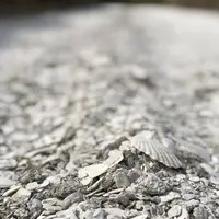 白い貝殻の道の写真・動画_image_563974