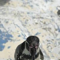 稚内市立ノシャップ寒流水族館の写真・動画_image_564013