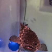 稚内市立ノシャップ寒流水族館の写真・動画_image_564014