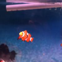 稚内市立ノシャップ寒流水族館の写真・動画_image_564016