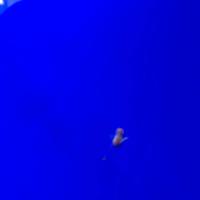 稚内市立ノシャップ寒流水族館の写真・動画_image_564017