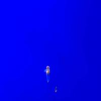 稚内市立ノシャップ寒流水族館の写真・動画_image_564018