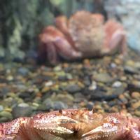 稚内市立ノシャップ寒流水族館の写真・動画_image_564019