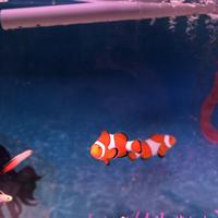 稚内市立ノシャップ寒流水族館の写真・動画_image_564020