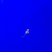 稚内市立ノシャップ寒流水族館の写真・動画_image_564021