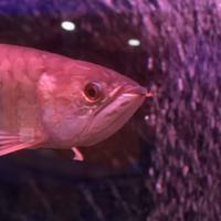 稚内市立ノシャップ寒流水族館の写真・動画_image_564022