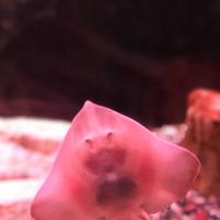 稚内市立ノシャップ寒流水族館の写真・動画_image_564023