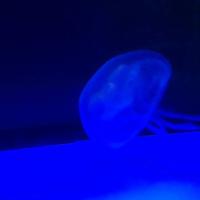 稚内市立ノシャップ寒流水族館の写真・動画_image_564024