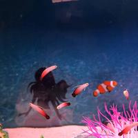稚内市立ノシャップ寒流水族館の写真・動画_image_564025