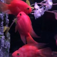稚内市立ノシャップ寒流水族館の写真・動画_image_564027