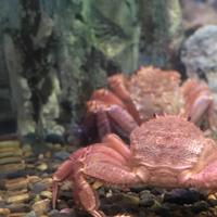 稚内市立ノシャップ寒流水族館の写真・動画_image_564028