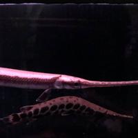 稚内市立ノシャップ寒流水族館の写真・動画_image_564029
