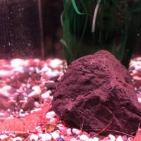 稚内市立ノシャップ寒流水族館の写真・動画_image_564032