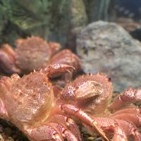稚内市立ノシャップ寒流水族館の写真・動画_image_564033
