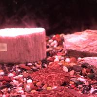 稚内市立ノシャップ寒流水族館の写真・動画_image_564034