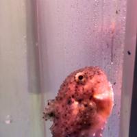 稚内市立ノシャップ寒流水族館の写真・動画_image_564035