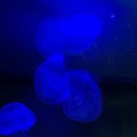 稚内市立ノシャップ寒流水族館の写真・動画_image_564036