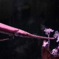 稚内市立ノシャップ寒流水族館の写真・動画_image_564038